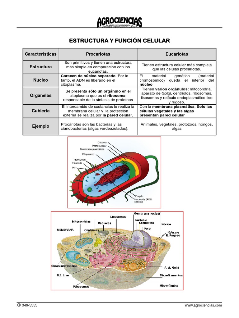 TEMA 4 Estructura y Función Celular 2013 I | PDF | Citoplasma | Nucleo ...