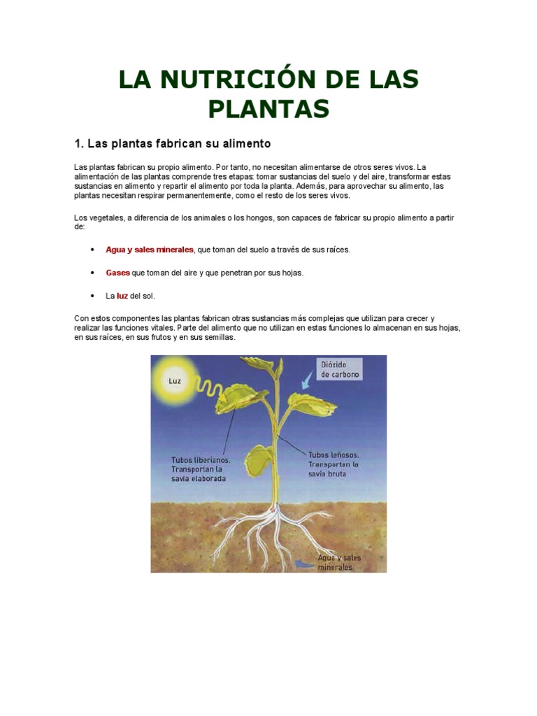 ética Comportamiento Crítico La Nutrición de Las Plantas | PDF | Plantas | Fotosíntesis