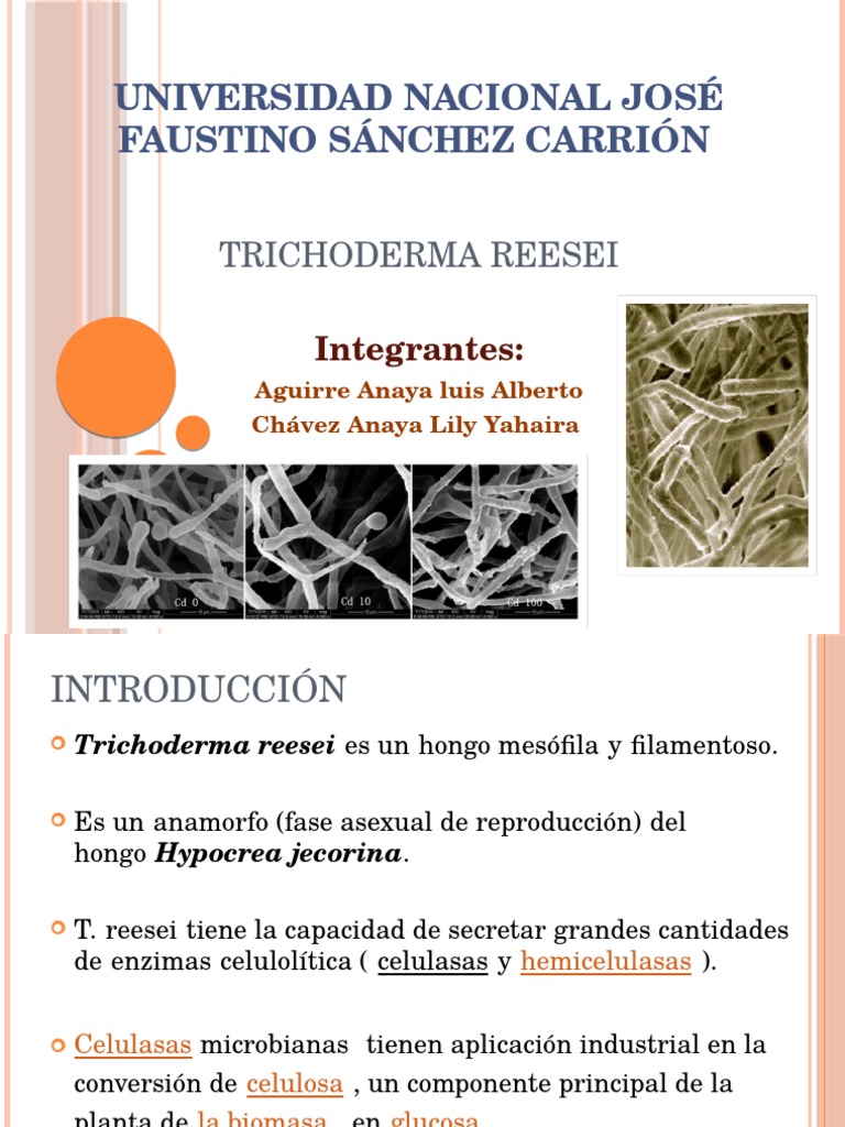 Trichoderma reesei: Producción de Celulasas | PDF