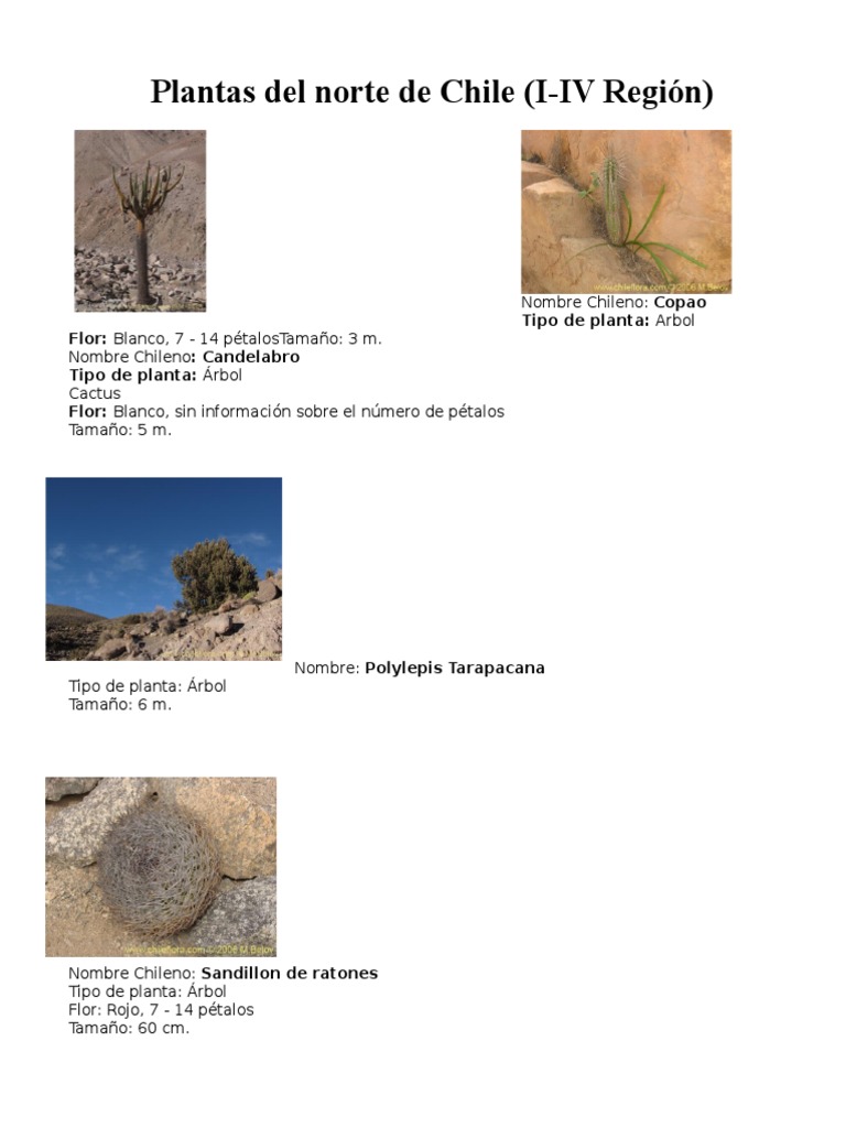 Plantas Nativas del Norte de Chile | PDF | Hogar, jardinería y bricolaje