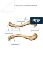 Guía de Estudio Huesos Del Miembro Superior