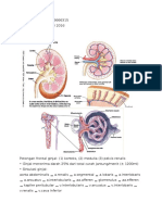 FISIOLOGI GINJAL.docx