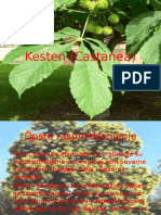 Kesten (Castanea)