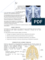 RESUMENES DE ANATO - Odt