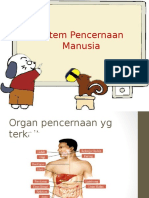 Sistem Pencernaan Manusia