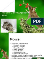 Mouse Gametogenesis