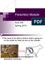 AnS536 Module 7 - Parturition