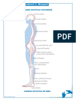 busquet - cadenas musculares (laminas).pdf