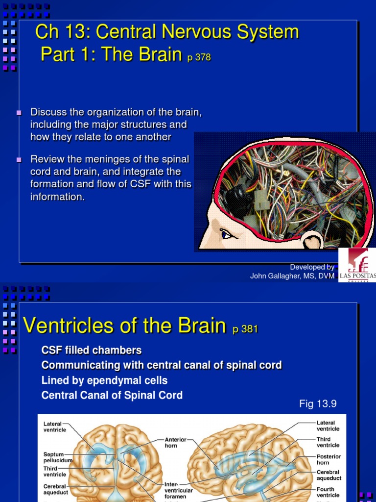 Brain Structure and Function Overview | PDF | Cerebrum | Cerebral Cortex