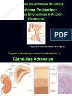 2-3 Ppt Glandulas Endocrinas Parte II 2016 i