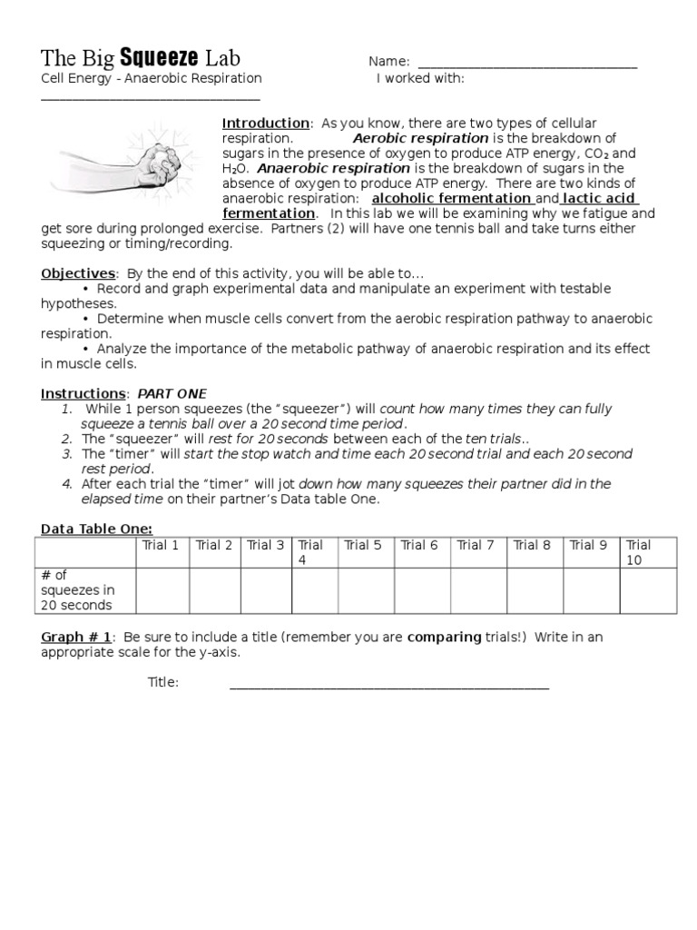 Anaerobic Tennis Ball Lab PDF Cellular Respiration Fermentation