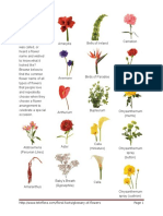 Flower Glossary