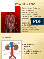 Sistema Utinario