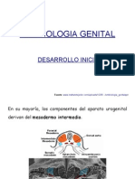 Embriologia Genital