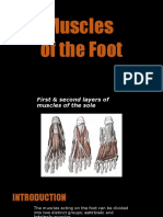 Foot Muscles