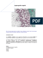 Histologia Vegetal 3