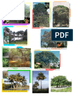 Arboles de Los Estados Imagenes