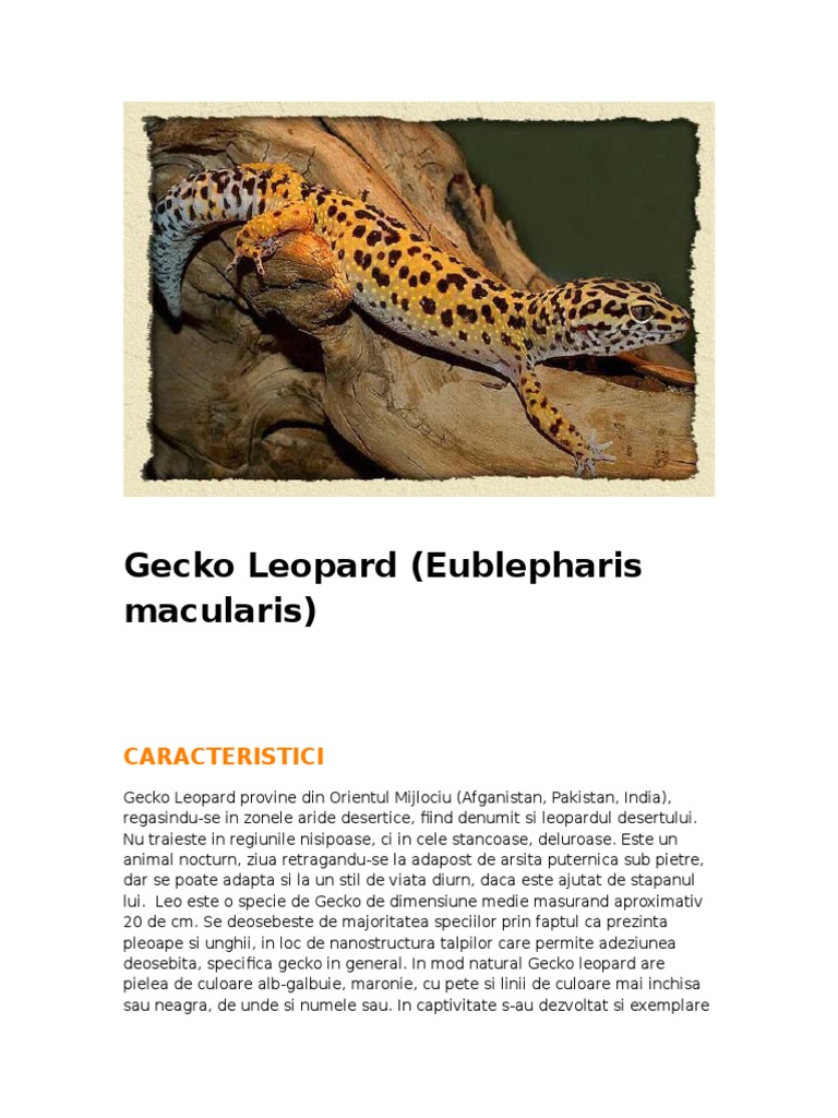 Gecko | PDF