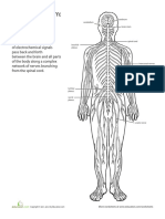 Inside Out Anatomy Nervous