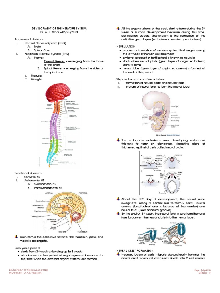 Nervous System Development Overview | PDF | Nervous System | Spinal Cord