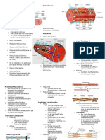 Sistema Cardiovascular