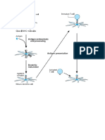 Dentric Cellpresent Ag To T Cell