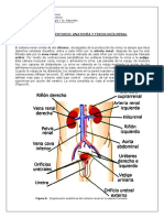 3° - Guía de Estudio - Anatomía y Fisiología Renal