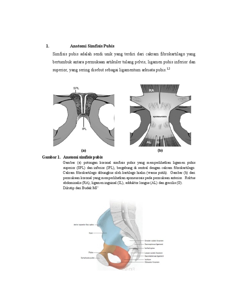 Simfisis Pubis dan Simfisiolisis Ibu Hamil | PDF