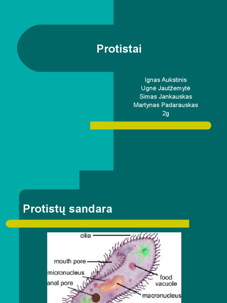 Protisti | PDF