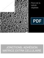 Cours-Medecine Info-Histologie-Jonctions Serrees Et l Organisation Des Epitheliums