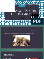 La Vida Peluda de Un Gato