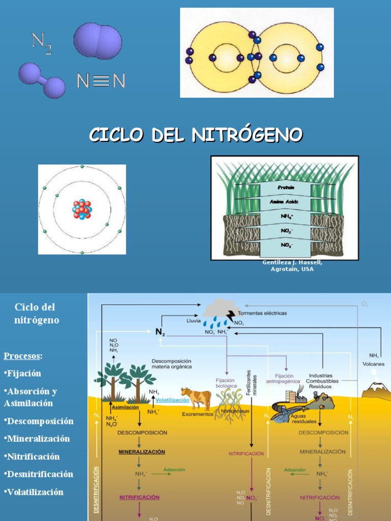 ciclo del nitrogeno.ppt Nitrógeno Nitrato