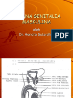 Organa Genitalia Maskulina