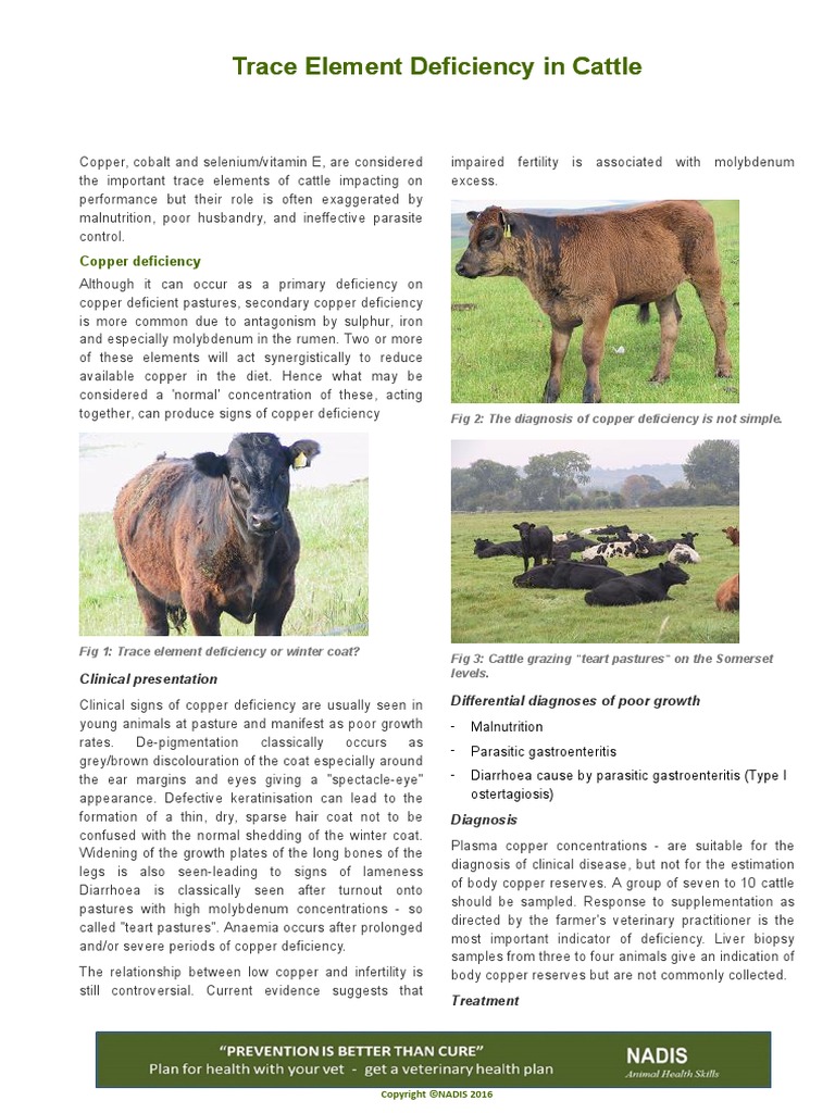 Trace Element Deficiency in Cattle Selenium Iodine