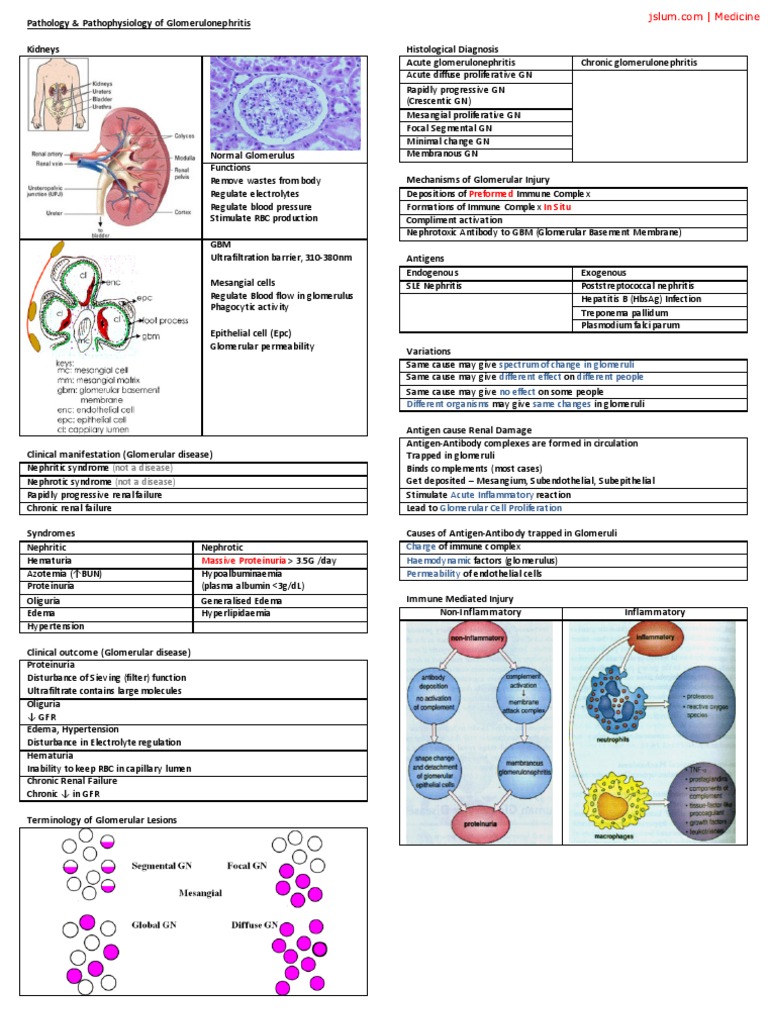 Glomerulonephritis Pathology Overview | PDF | Diseases And Disorders ...