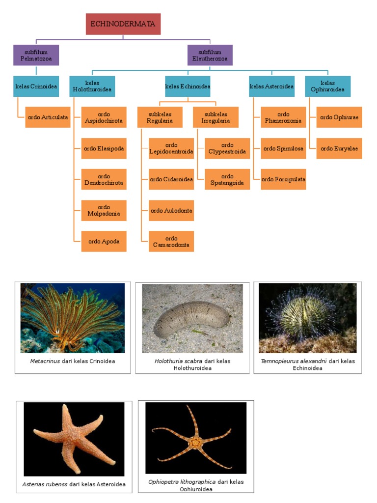 Klasifikasi dan Contoh Echinodermata | PDF | Griya & Taman | Sains ...