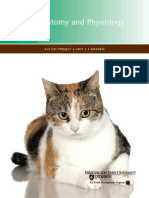 Cat Anatomy.pdf
