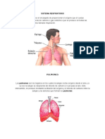 Sistema Respiratorio