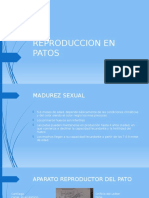 REPRODUCCION EN PATOS.pptx