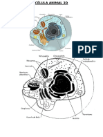 Célula Animal 3d