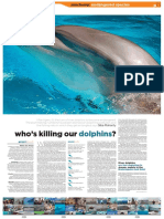 Who's Killing Our ?: Dolphins