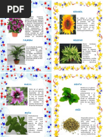 ALBUM DE PLANTAS.docx