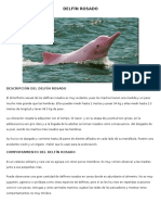 Delfín Rosado