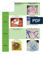Morfologia de Hongos