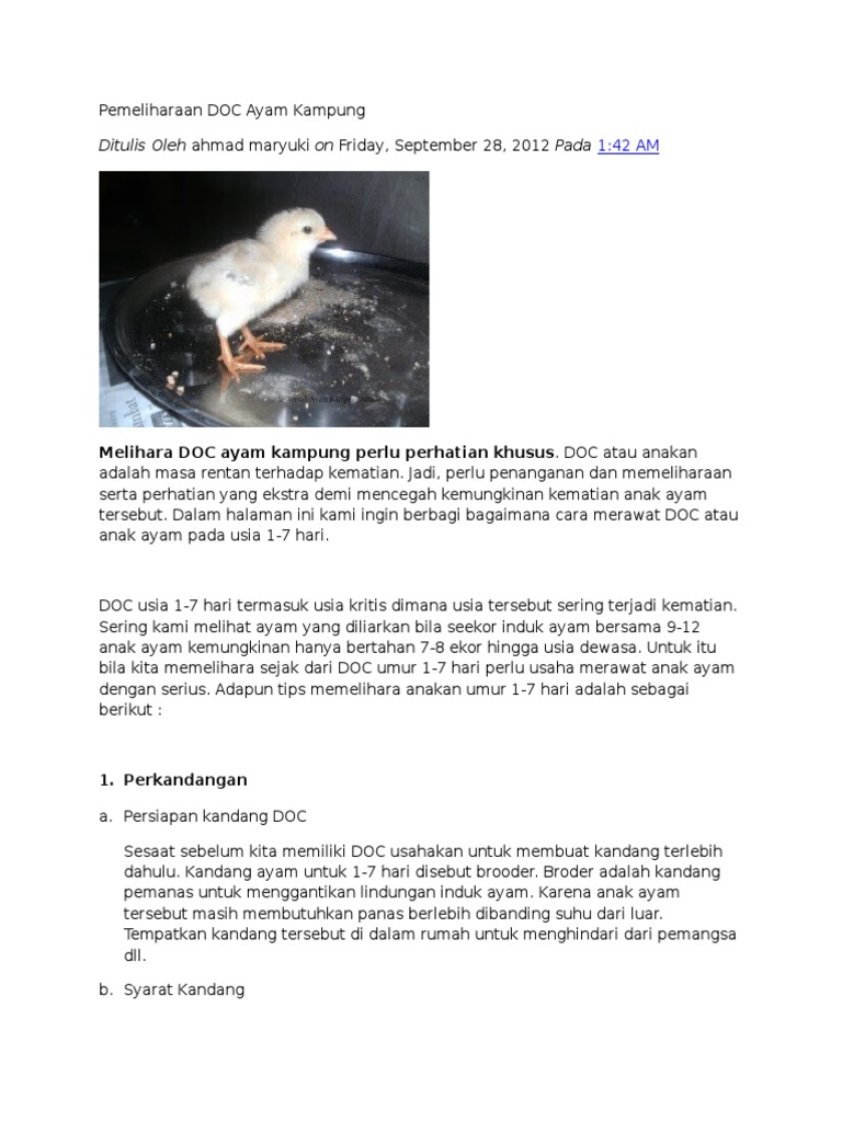 Tips Memulai Bisnis Ternak Ayam - PT ANSELL JAYA INDONESIA, image size:768x1024