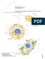 FichaTrabnº_____ A-CelulasBiogeo10.pdf