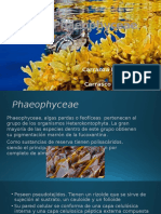 Phaeophyceae