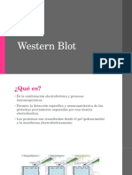 Western Blot