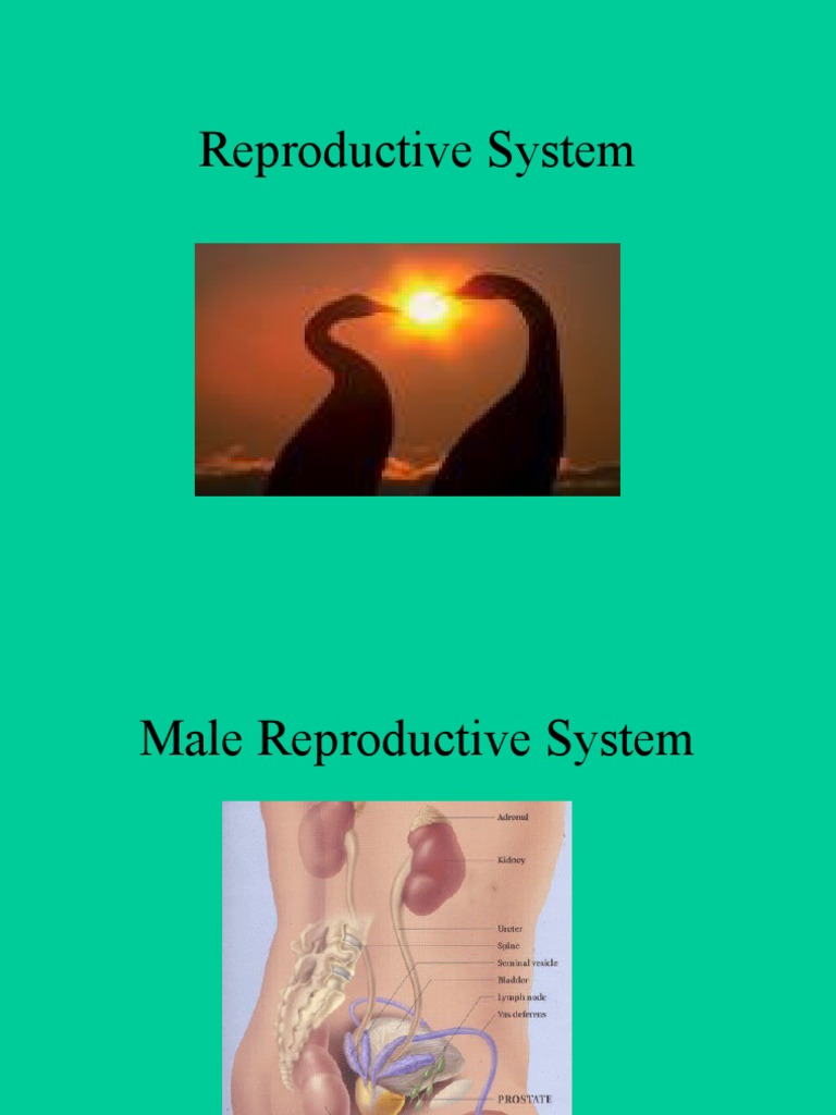 Pluma: Rizal, Ang Dakilang Manunulat Essay - Smart Academic Writing