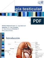 Patolog A Testicularmm